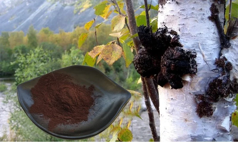Chaga Extract 1