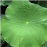 Lotus Leaf Extract Powder