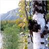 Organic Chaga Mushroom Extract Powder